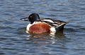 Northern Shoveler 011109 069